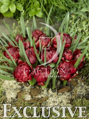 botanic stock photo Tulipa