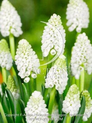 aucheri White Magic