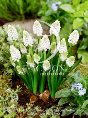 aucheri White Magic