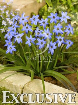 botanic stock photo Ipheion