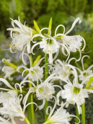 botanic stock photo Hymenocallis
