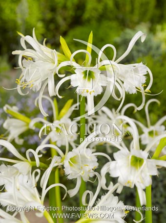 ismene festalis - Image 2