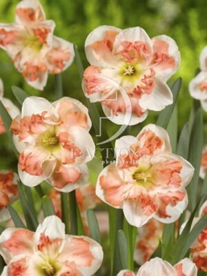 botanic stock photo Narcissus