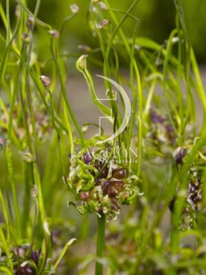 botanic stock photo Allium