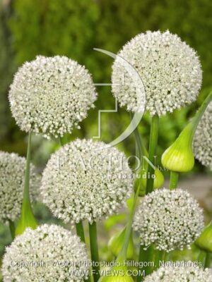 botanic stock photo Allium
