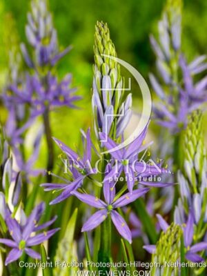 Caerulea
