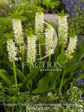 botanic stock photo Eucomis