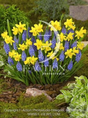 Armeniacum & Tete a tete