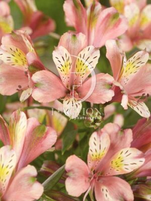 botanic stock photo Alstroemeria