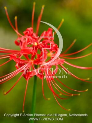 Lycoris