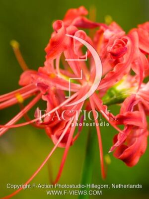 Lycoris