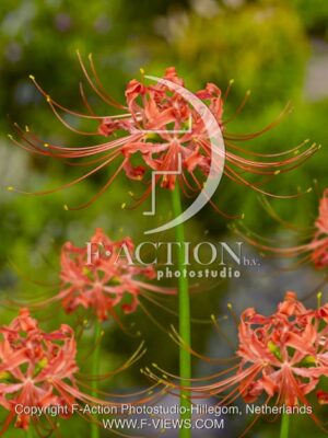 botanic stock photo Nerine
