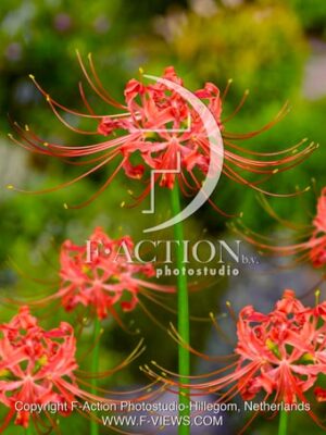 Lycoris