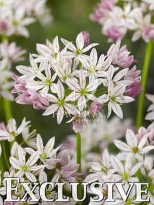 botanic stock photo Allium