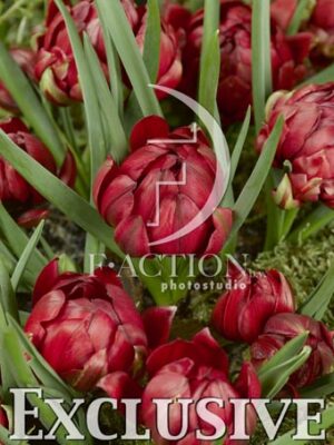 botanic stock photo Tulipa