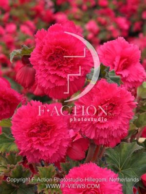 botanic stock photo Begonia