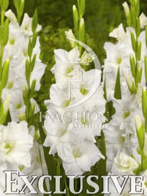 botanic stock photo Gladiolus