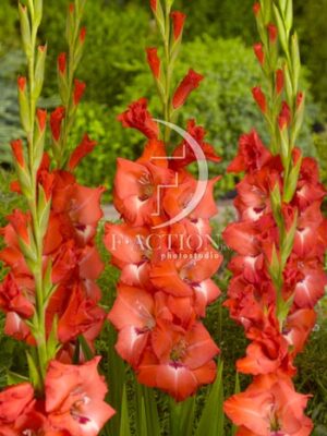 botanic stock photo Gladiolus