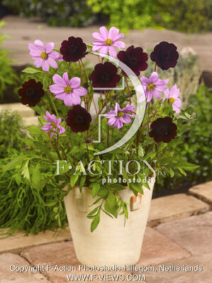 botanic stock photo Cosmos