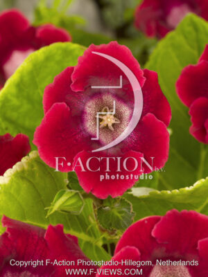 botanic stock photo Gloxinia