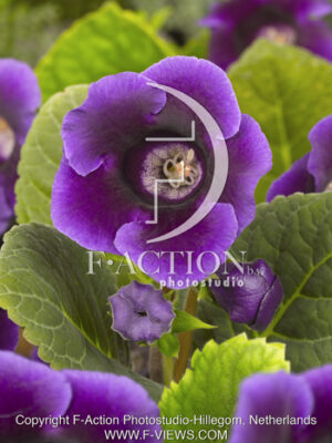 botanic stock photo Gloxinia