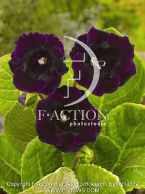 botanic stock photo Gloxinia