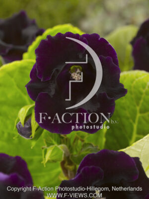 botanic stock photo Gloxinia
