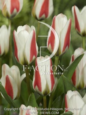 botanic stock photo Tulipa