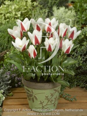 botanic stock photo Tulipa