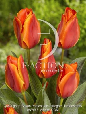 botanic stock photo Tulipa