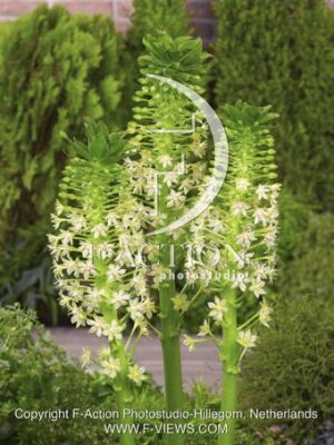 botanic stock photo Eucomis