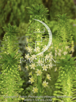 botanic stock photo Eucomis