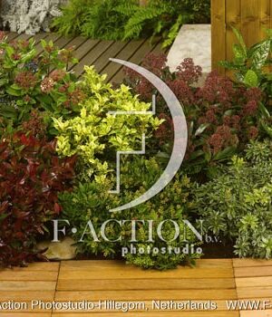botanic stock photo Shrubs