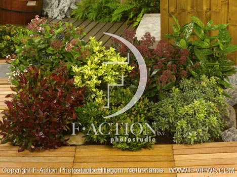 botanic stock photo Shrubs
