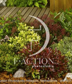 botanic stock photo Shrubs