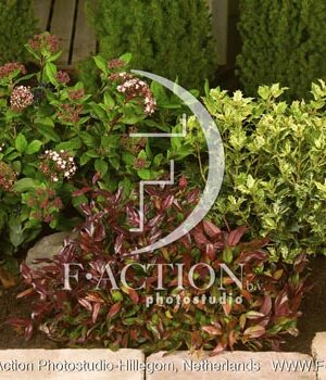 botanic stock photo Shrubs