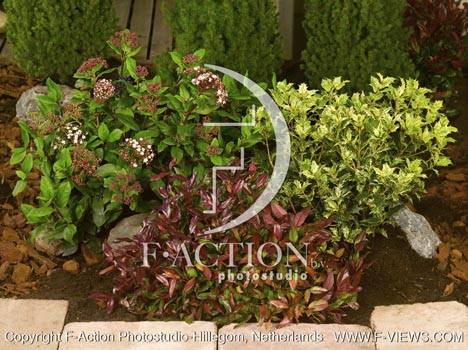 botanic stock photo Shrubs