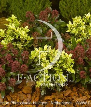 botanic stock photo Shrubs