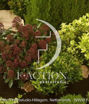 botanic stock photo Shrubs