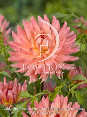 botanic stock photo Dahlia