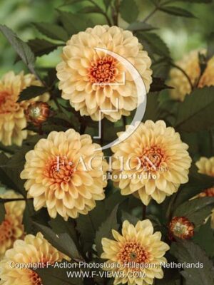 botanic stock photo Dahlia