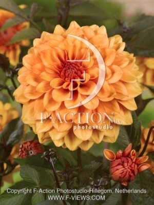botanic stock photo Dahlia