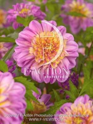 botanic stock photo Dahlia