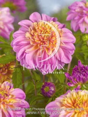 botanic stock photo Dahlia