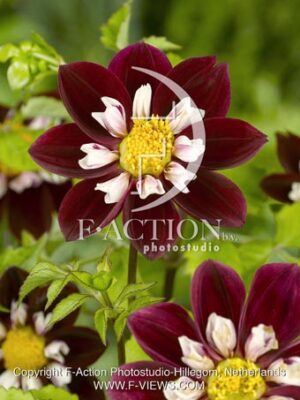 botanic stock photo Dahlia