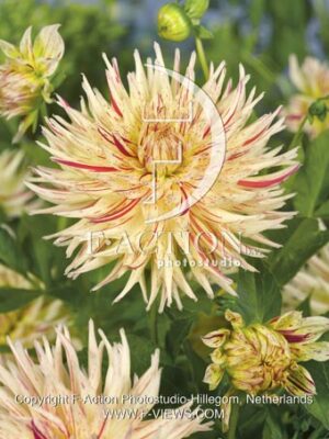 botanic stock photo Dahlia