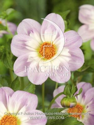 botanic stock photo Dahlia