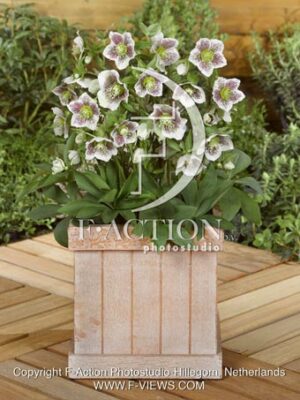 botanic stock photo Helleborus