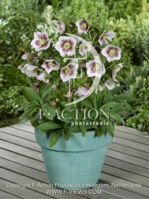 botanic stock photo Helleborus