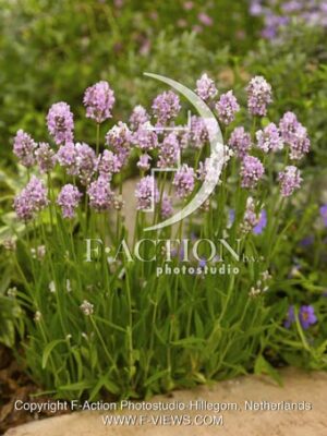 botanic stock photo Lavandula